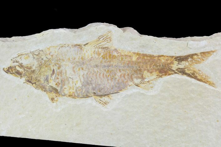Detailed Fossil Fish (Knightia) - Wyoming #88574